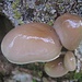 Schwammerln und Baumpilze I