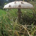 Schwammerln und Baumpilze III - Parasol