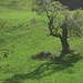 Ahorn II - Ausblick von meinem Jause-Jägerständle