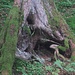 Was die Natur uns Wundersames schenkt