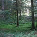 Waldzauber II