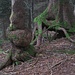 meine erste Assoziation: "Der wandernde Wald"- ein Fantasy-Roman aus dem Zyklus "Enwor" des deutschen Autors Wolfgang Hohlbein