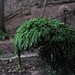 Was die Natur uns Wundersames schenkt - Fantastisches I