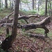 Waldzauber IV