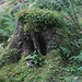 Was die Natur uns Wundersames schenkt - Baumstumpf mit Moos