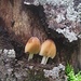 Schwammerln und Baumpilze  - das nette Duo hat sich ein halbwegs regensicheres Plätzle in einem Baumloch gesucht