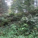 Waldzauber I