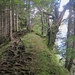 Lauschige Pfade IV