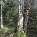 Waldzauber VI