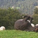 ...Rücken kratzen