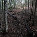 Lauschige Pfade X