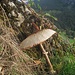 Schwammerln und Baumpilze XXI . Erst bei näherem Hinsehen stelle ich fest, dass dieser Parasol nicht hier gewachsen, sondern hingestellt war. Nunja^^