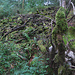 Lauschige Pfade XI - am Keuzweg
