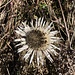 ... mit Herbstblume ...
