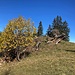 Herbstimpressionen im Aufstieg ...