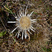 Carlina acaulis (Silberdistel)