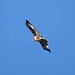Bussard