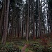 ...in südlicher Richtung (Markierung: Kaiser-Tour) und bog bei der ersten Möglichkeit rechts ab, auf einen unmarkierten Weg hinauf zum Napoleonsfels.