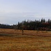 Moor