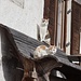 Tiere in Kogl