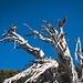 Dieser Baum markiert die Abzweigung des Weges!<br />Der eine führt über dem Grat weiter zur Çika, während der andere Weg weiterhin bergauf verläuft - bis zu Maja e Qorrës.