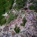 und unter diesem rinnend befeuchteten Vorsprung regt sich rotes Leben