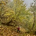 im immerhin farbigen Herbstwald hoch