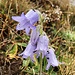 auch die schlechten Wetterverhältnisse lassen diesen Blumen ihren Charme