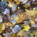 dekorativ geschmückt, der Waldboden ...
