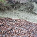 Wand von nahem: die Schichten haben eine Neigung, auch die Sandsteinplatte unten, während sonst die Lage horizontal ist: Wohl die ehemalige Mündung in einen See