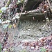die Sandsteinplatten stehen vor, die Nagelfluh zurückgesetzt: das heisst, hier ist der Sandstein wohl härter und fester zementiert als die Nagelfluh