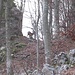 Capriolo nel bosco, che in un primo tempo abbiamo scambiato per un cervo femmina.