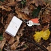 tremella aurantiaca (fungo invernale)