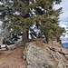 Der Gipfelstein müsste der höchste Punkt sein, bei den angegebenen Höhenmeter sind in den Karten 1266 m vermerkt, am Gipfelkreuz stehen 1264 m?
