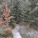 Gleich nach dem Gipfel verschwindet der Steig im Jungwald, den Abzweig darf man nicht verpassen. Insgesamt ist der Weg aber sehr gut markiert.