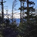 Gleich unterhalb der Schutzhütte habe ich einen Durchblick zum Almberg (D) und Mitterfirmiansreut. Gleich danach hätte ich beinahe den Abzweig des Steiges übersehen, der direkt ins Dickicht führt.