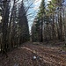 Diesen Weg habe ich im Aufstieg schon überschritten und mir vorgemerkt. Er führt hinab zur geteerten Forststraße und einer Waldhütte. Von dort möchte ich den Jedlová noch besuchen und dann nach Volary absteigen.