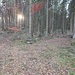 Weggabelung nach der Hütte, die etwas verwirrt. Der rechte Weg, den ich bevorzugt hätte endet nach etwa 300 m. Noch weiter rechts konnte ich keinen weiteren Weg finden. Deshalb bin ich quer durch den Wald zum linken Weg gegangen in der Hoffnung, dass dieser nicht auch endet. 