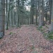 Dieser Weg ist lange ein breiter Waldweg (Rückegasse) und führt etwa 200 m unterhalb des Gipfelkamms vorbei. Direkte Wegspuren hinauf gab es aber nicht. Ich bin deshalb weiter auf diesem Weg geblieben, der später im Abstieg in einen schmalen Waldweg überging und soviele Verästelungen hatte, dass ich oft nicht sicher war, richtig unterwegs zu sein. 