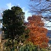Colori d'autunno