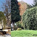 larix decidua pendula 2009 - 2024 (crescita)