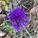 prächtige Flockenblume (Skabiosen-?)