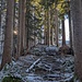 Wurzelweg