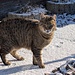 Beim Campingplatz Jakobsbad begrüsste mich eine liebe Katze mit lautem miauen.