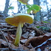 Fungo Agarico zolfino (Tricholoma sulphureum).
