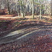 La pista forestale.