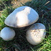  Funghi prataioli (Agaricus campestris).