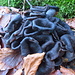 Fungo  Trombetta dei morti (Craterellus cornucopioides).