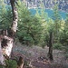 Eher selten: Durchblick zum Plansee