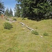 Alte Baumgerippe